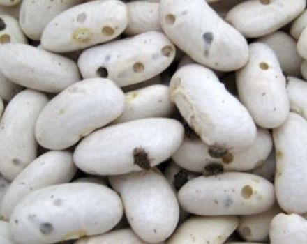 What to do if the beans got bugs, how to get rid of and deal with them