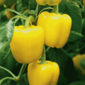 Description of varieties of yellow peppers and their characteristics