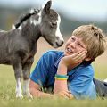 Description des races de mini-chevaux et règles de soins, les plus petits individus du monde