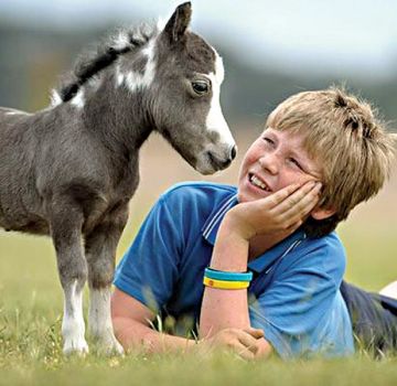 Description des races de mini-chevaux et règles de soins, les plus petits individus du monde