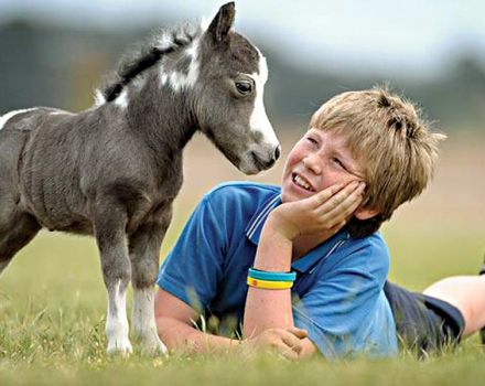 Description des races de mini-chevaux et règles de soins, les plus petits individus du monde