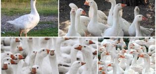 Description and characteristics of Danish Legard geese breed, breeding rules