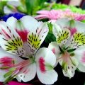 Descripción de las 37 mejores variedades de alstroemeria blanca, tecnología de cultivo.