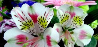 Descripción de las 37 mejores variedades de alstroemeria blanca, tecnología de cultivo.