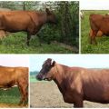 Description and characteristics of cows of the Bestuzhev breed, keeping rules