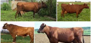 Description and characteristics of cows of the Bestuzhev breed, keeping rules