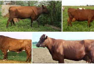 Description and characteristics of cows of the Bestuzhev breed, keeping rules