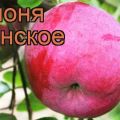 Description and varieties of Bryanskoe apple trees, planting and care rules