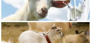 What to do if a goat does not allow milking and what is the reason, how to teach it to milking