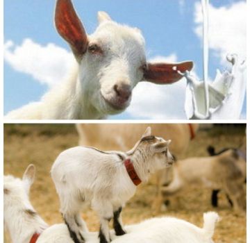 What to do if a goat does not allow milking and what is the reason, how to teach it to milking