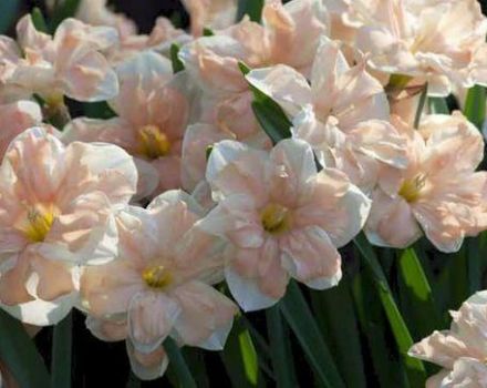 Descripció i característiques de la varietat de narcisos Epricot Whirl, plantació i cura