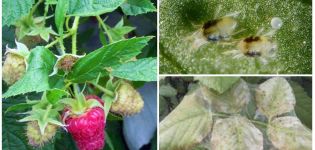 Cómo lidiar con una araña roja en las frambuesas con remedios caseros y drogas.