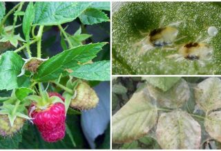 Paano makitungo sa isang spider mite sa mga raspberry na may mga remedyo ng folk at gamot