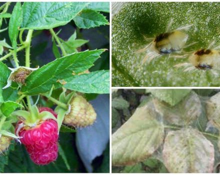 Paano makitungo sa isang spider mite sa mga raspberry na may mga remedyo ng folk at gamot