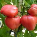 Caractéristiques et description de la variété de tomate Miel de framboise