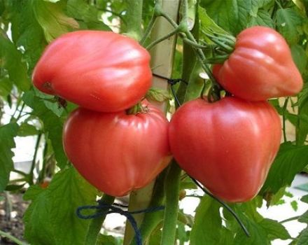 Caractéristiques et description de la variété de tomate Miel de framboise