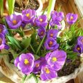 Comment faire pousser des crocus à la maison, les planter et les entretenir en pot