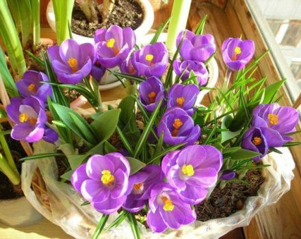 How to grow crocuses at home, planting and care in a pot