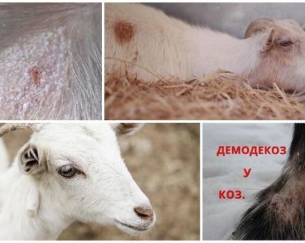 Symptoms and methods of treatment for lichen in goats, methods of prevention