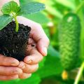 Cómo y cuándo plantar adecuadamente las plántulas de pepino en campo abierto