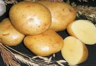 Description of the Gala potato variety, features of cultivation and care