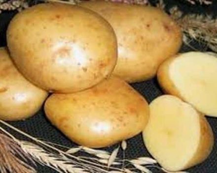 Description of the Gala potato variety, features of cultivation and care