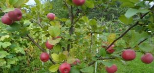 Characteristics and description of the Tellissaare apple variety, fruiting times and disease resistance