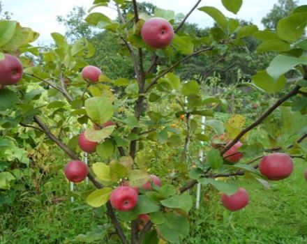 Características y descripción de la variedad de manzana Tellissaare, tiempos de fructificación y resistencia a enfermedades