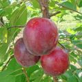 Description of the cherry plum variety July Rose, pollinators, planting and care