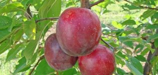 Description de la variété de prune de cerisier July Rose, pollinisateurs, plantation et soins