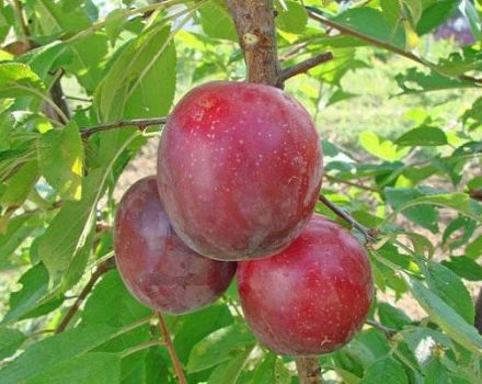 Descripción de la variedad de ciruela cereza July Rose, polinizadores, plantación y cuidado.