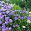 Description des variétés et variétés d'asters arbustifs, culture et entretien