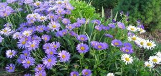 Description des variétés et variétés d'asters arbustifs, culture et entretien