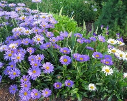 Description des variétés et variétés d'asters arbustifs, culture et entretien