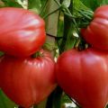 Características y descripción de la variedad de tomate Big Mommy, su rendimiento