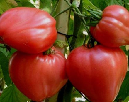 Características y descripción de la variedad de tomate Big Mommy, su rendimiento