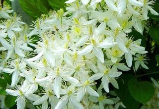 Kenmerken van het planten en verzorgen van clematis die in het open veld branden