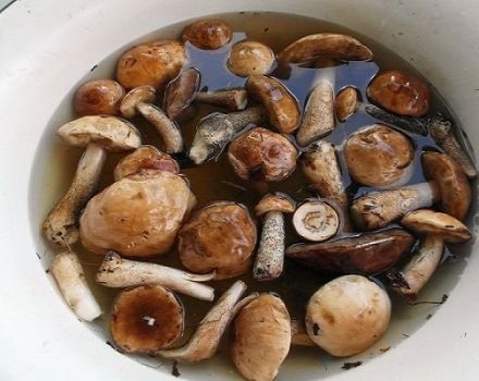 TOP 10 recipes for how to simply salt mushrooms at home, hot and cold