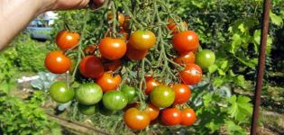 Description of the tomato variety Decembrist and its characteristics