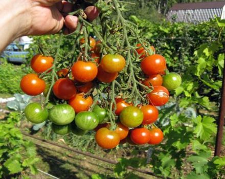 Description de la variété de tomate Decembrist et de ses caractéristiques