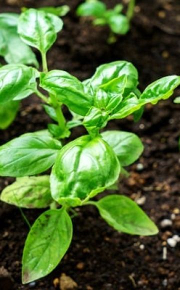 Is it possible to sow basil before winter and how to care for it