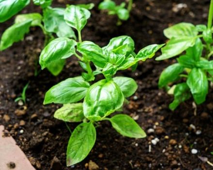 Is it possible to sow basil before winter and how to care for it