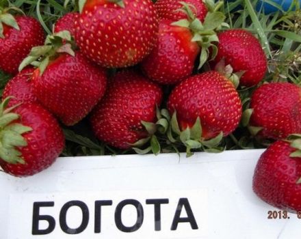 Description and characteristics of Bogota strawberries, planting and care