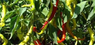 Description of the variety of pepper Sheep horn, features of cultivation and care