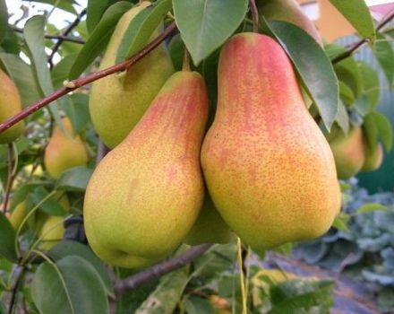 Description and characteristics of the pear variety Chudesnitsa, planting and care