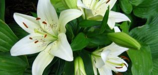 Description and characteristics of a snow-white lily, planting and care in the open field