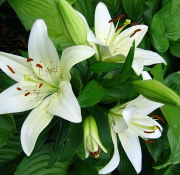 Description et caractéristiques des lis blancs comme neige, plantation et entretien en plein champ