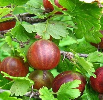 Description and subtleties of growing Olavi gooseberries