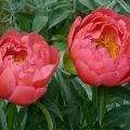 Description of the 12 best varieties of coral peonies, planting and care rules