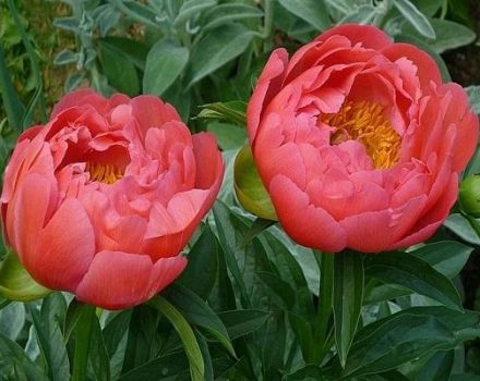 Paglalarawan ng 12 pinakamahusay na mga varieties ng coral peonies, mga patakaran sa pagtatanim at pangangalaga